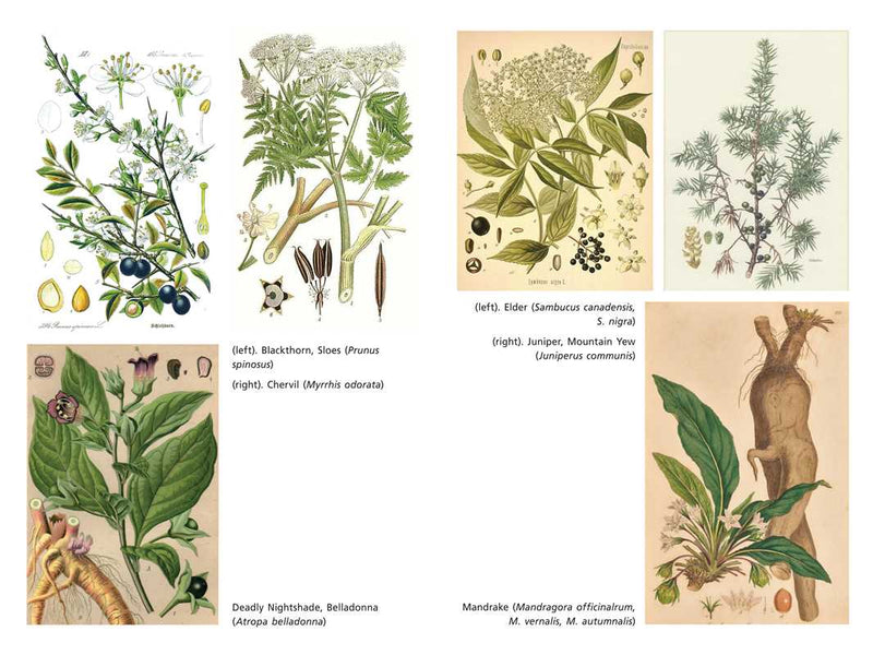 Sacred Herbs of Samhain by Ellen Evert Hopman